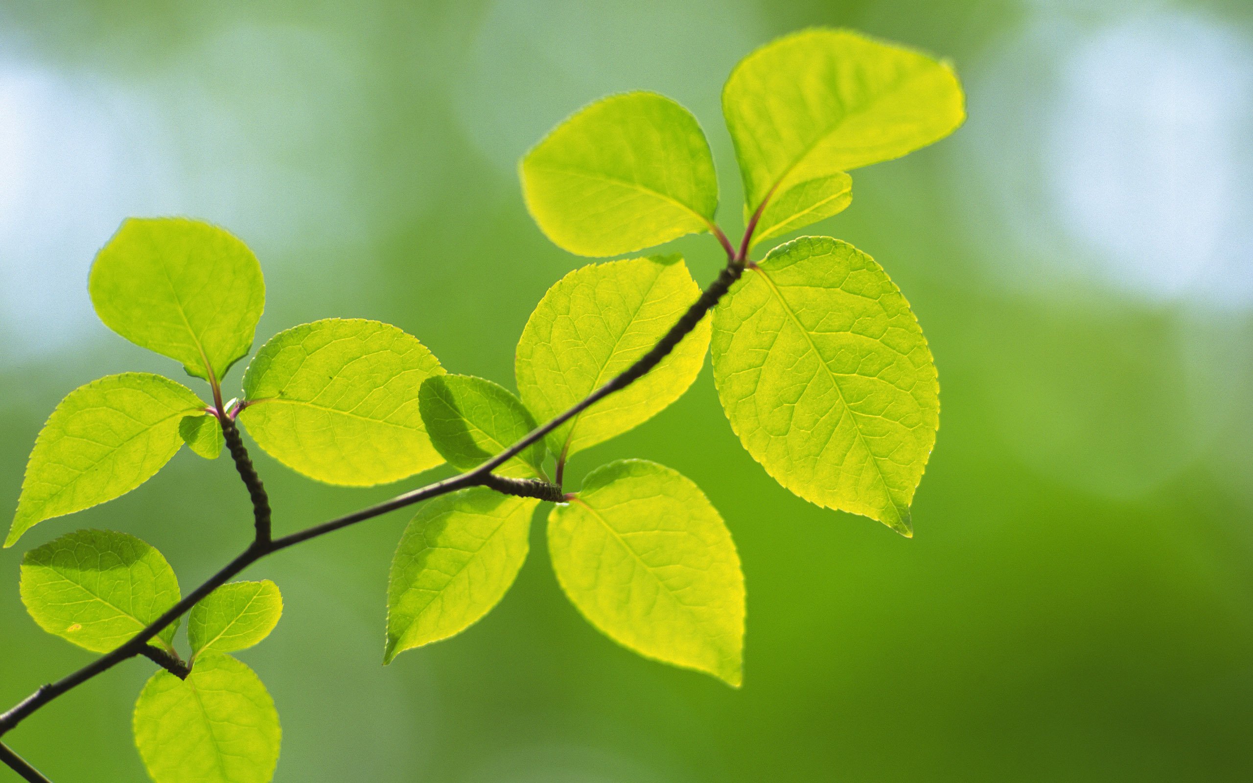 macro, Plants Wallpaper