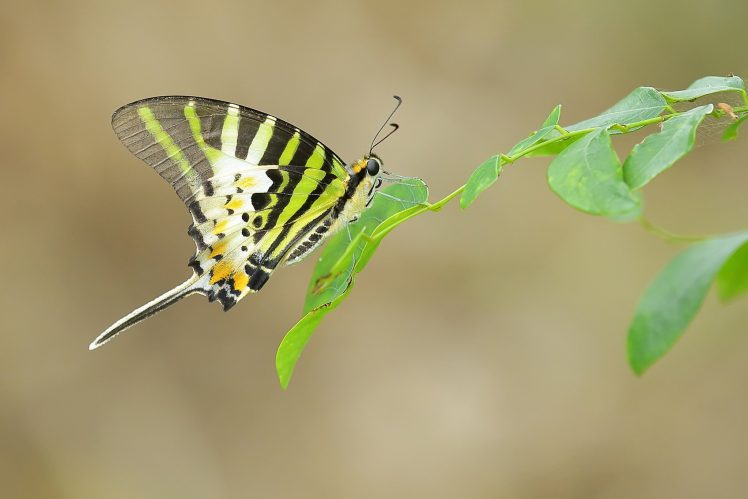 macro, Insect, Butterfly, Plants HD Wallpaper Desktop Background