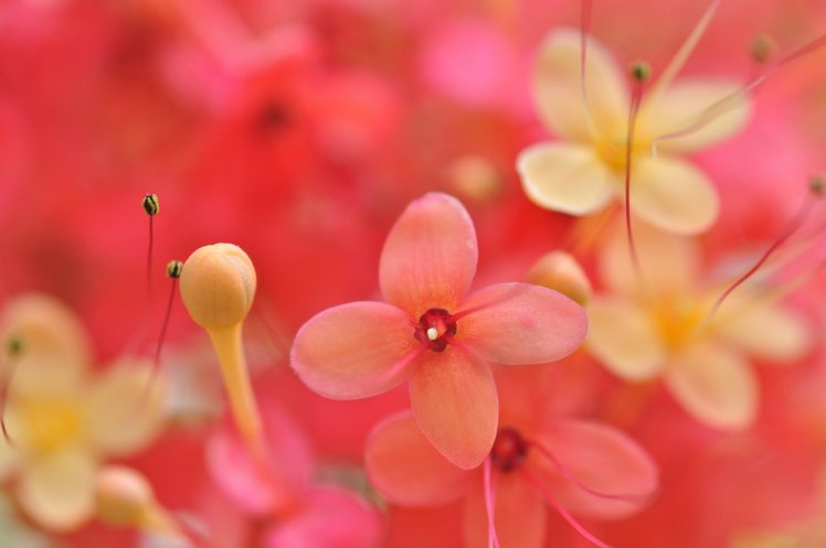 macro, Plants, Flowers HD Wallpaper Desktop Background