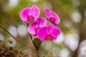macro, Plants, Flowers, Orchids