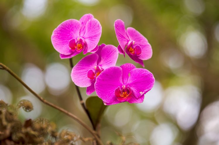 macro, Plants, Flowers, Orchids HD Wallpaper Desktop Background