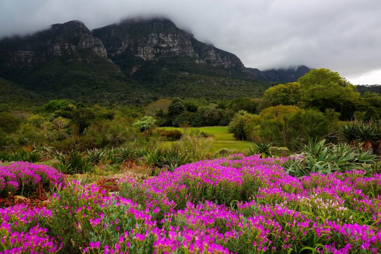 Cape Town, Kirstenbosch National Botanical Garden, Mountains, Trees, Flowers, Clouds, Park, Nature HD Wallpaper Desktop Background