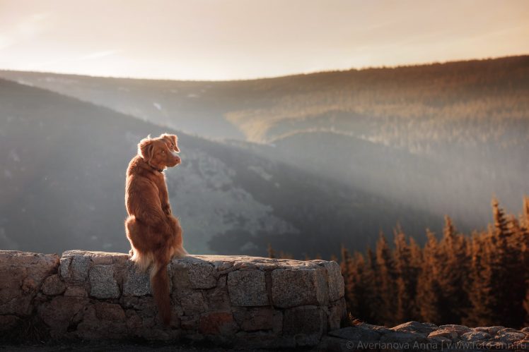 Anna Averyanov, Nature, Dog, Animals, Poland, Karkonosze National Park HD Wallpaper Desktop Background