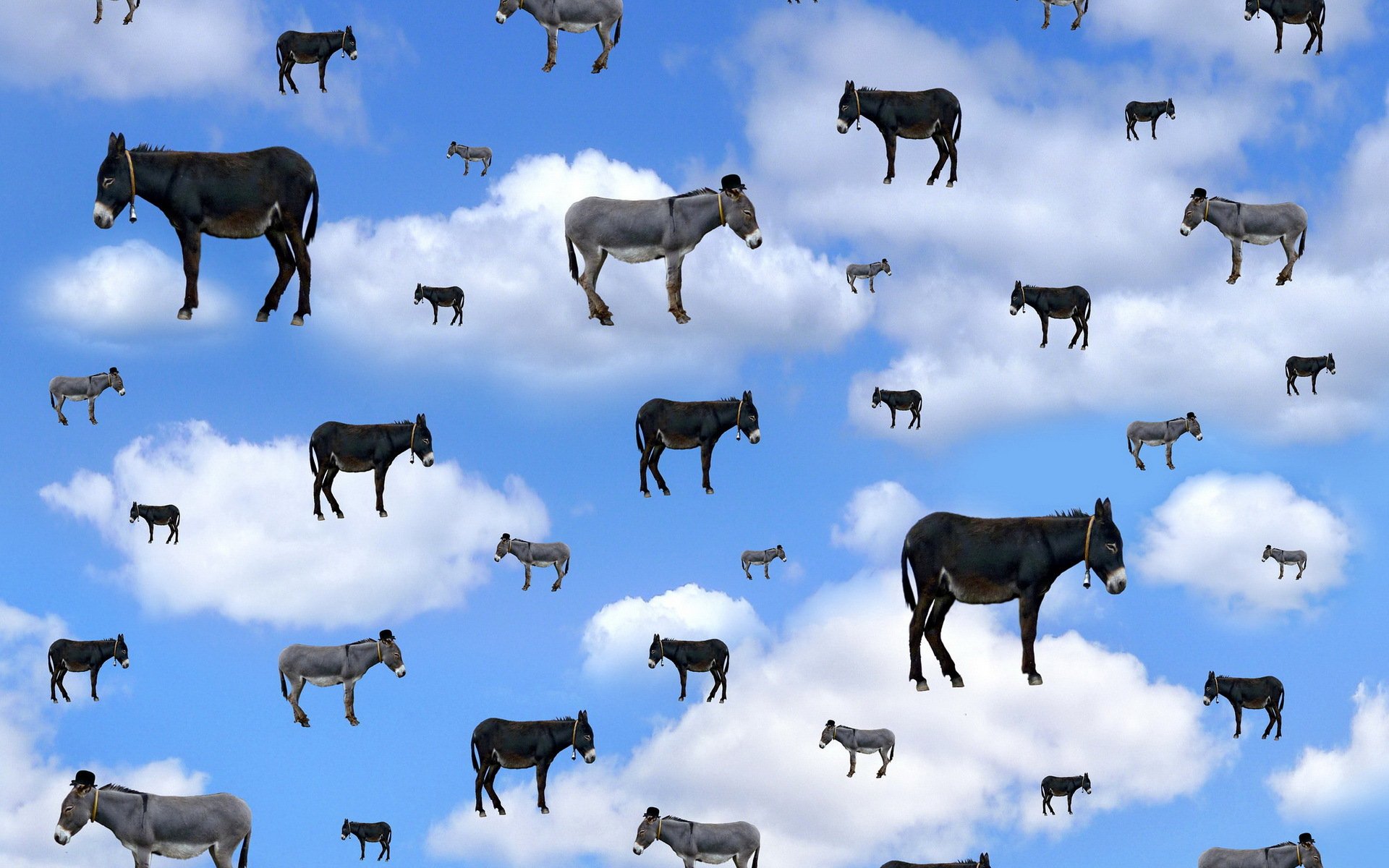 sky, Clouds, Donkey, Digital art, Photo manipulation Wallpaper