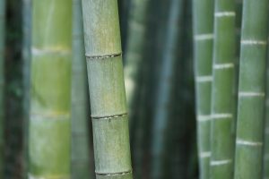 bamboo, Trees, Green, Nature, Macro