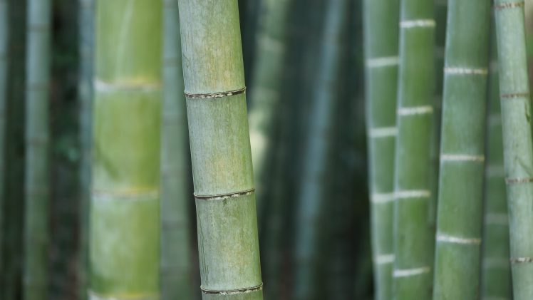 bamboo, Trees, Green, Nature, Macro HD Wallpaper Desktop Background