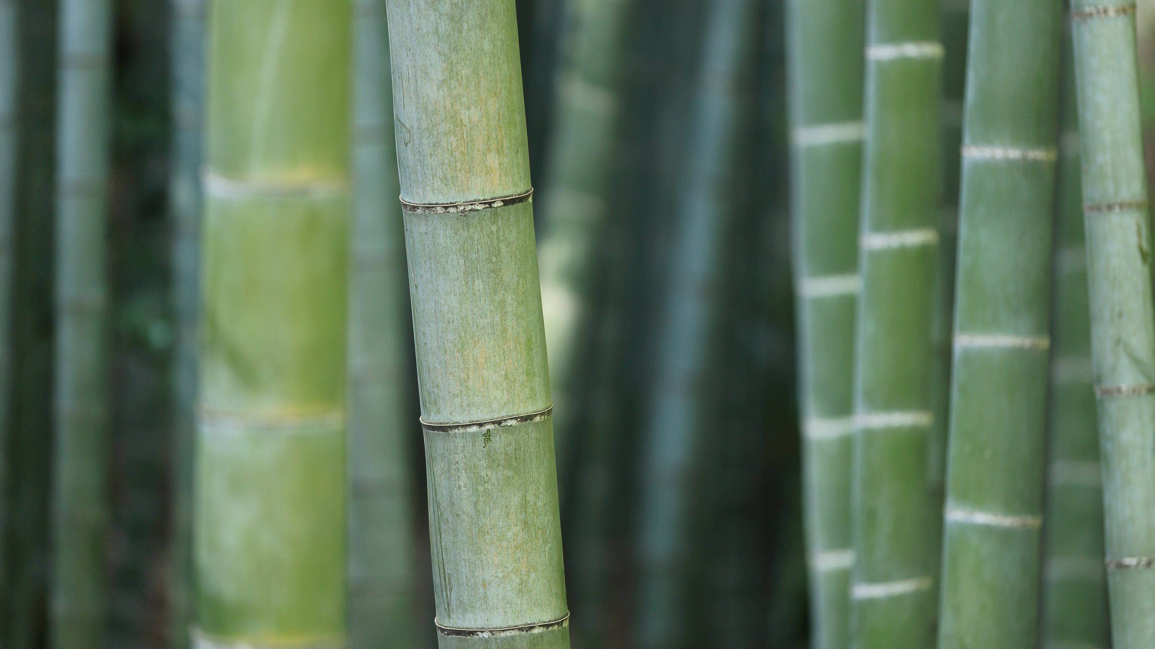 bamboo, Trees, Green, Nature, Macro Wallpaper