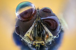 macro, Insect, Water drops, Animals