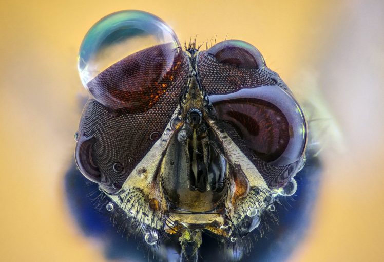 macro, Insect, Water drops, Animals HD Wallpaper Desktop Background