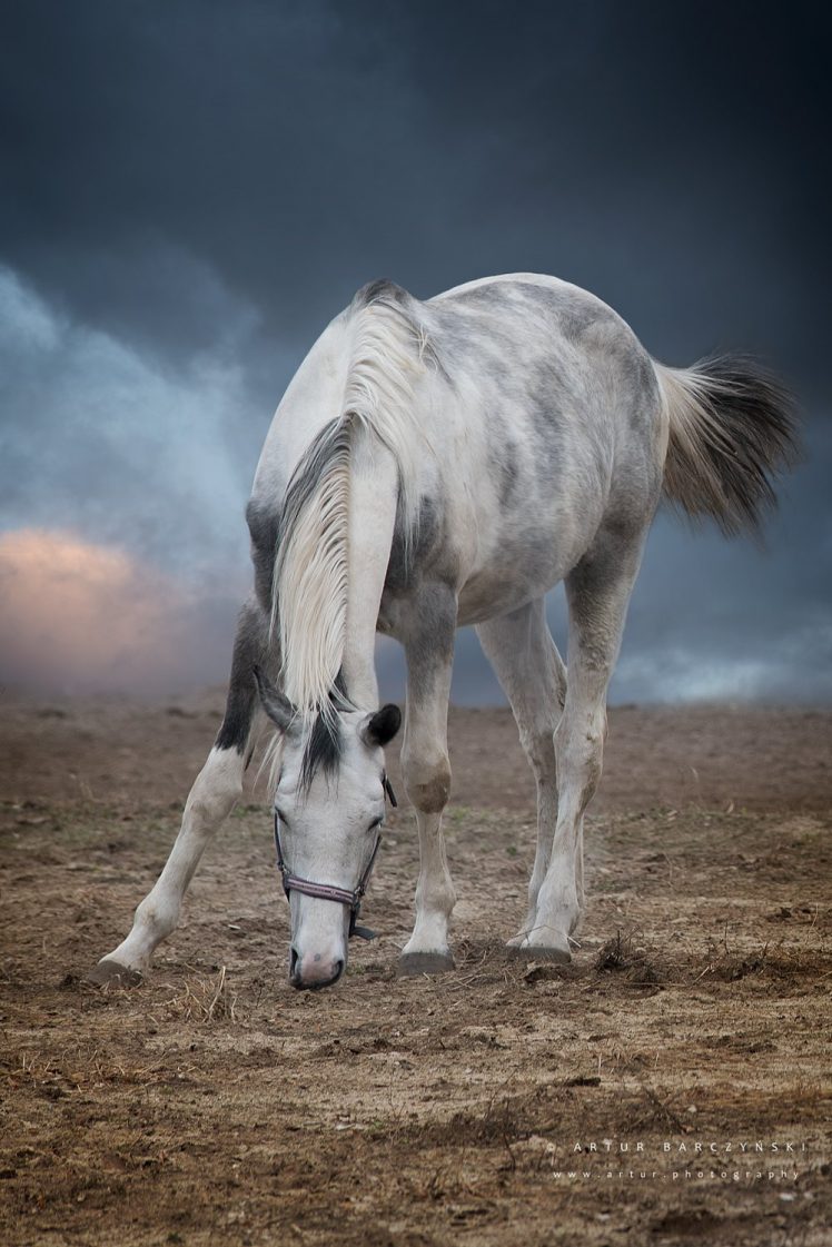 Artur Barczyński, Animals, Horse, Nature HD Wallpaper Desktop Background