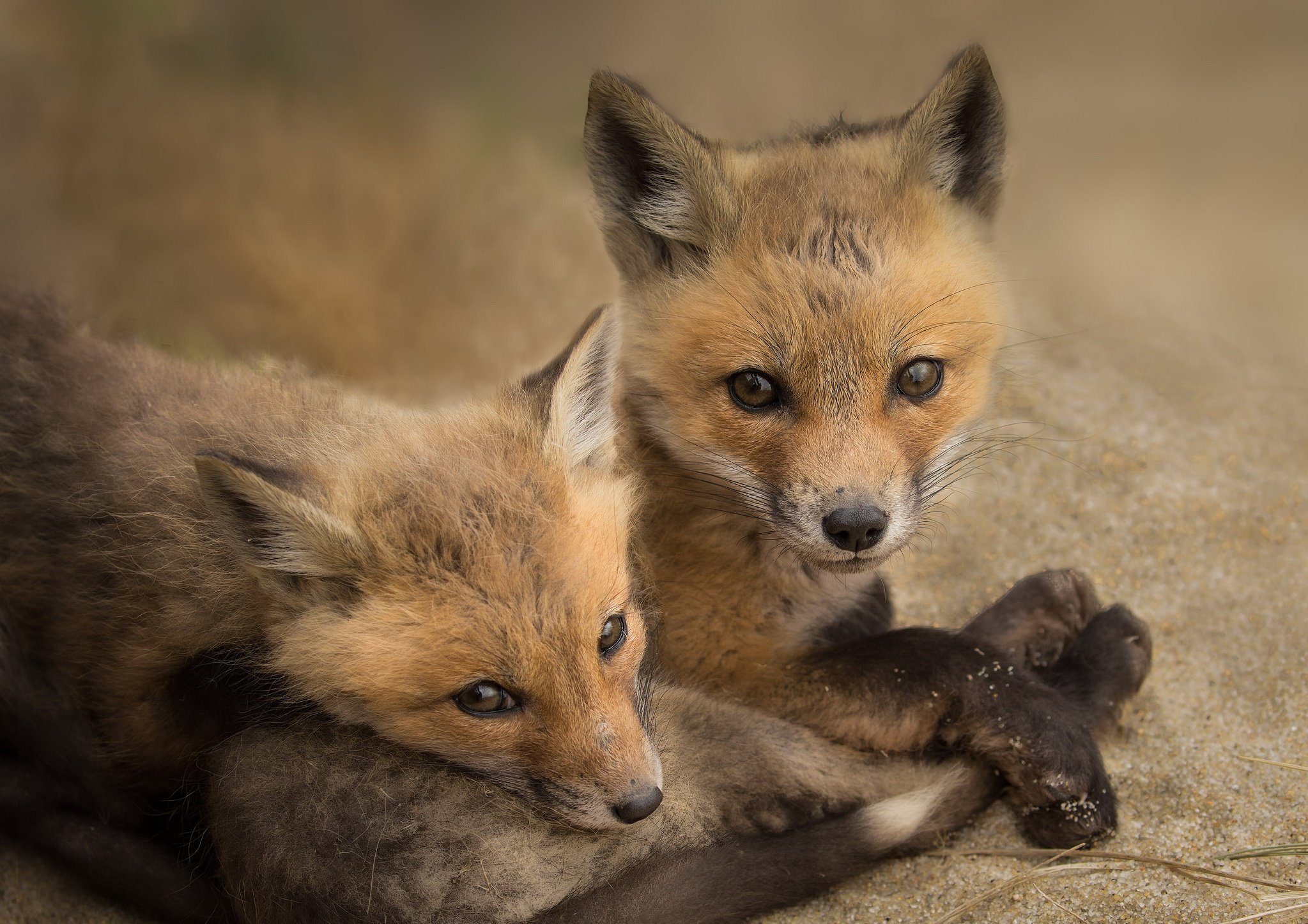 fox, Animals Wallpaper