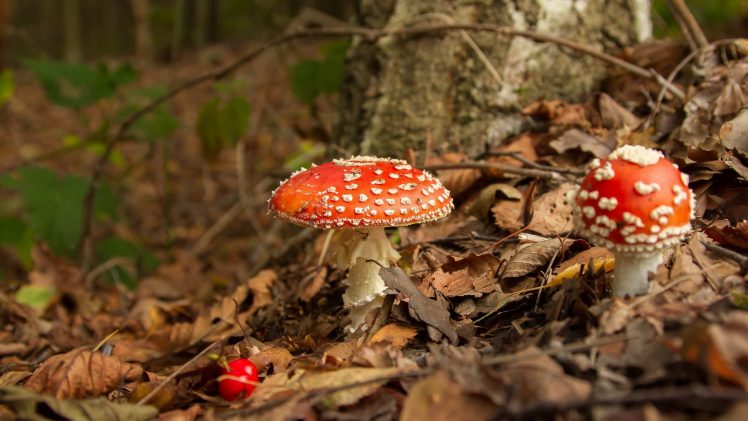 mushroom, Macro, Forest HD Wallpaper Desktop Background