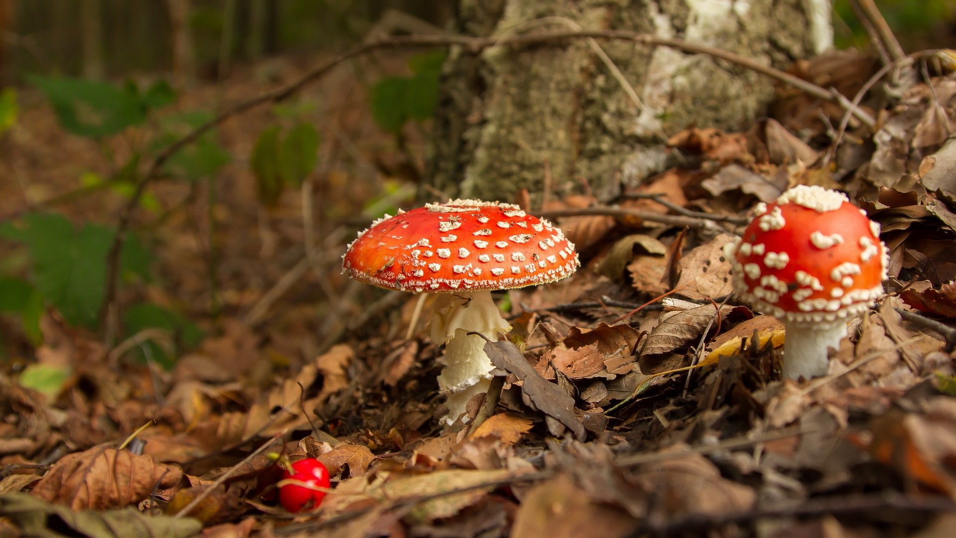 mushroom, Macro, Forest Wallpaper