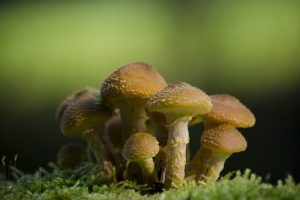 mushroom, Macro