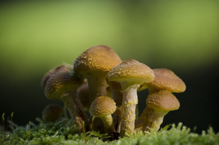 mushroom, Macro HD Wallpaper Desktop Background