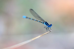macro, Insect, Animals, Dragonflies