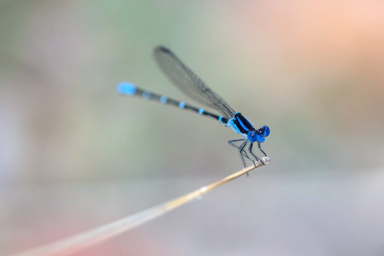 macro, Insect, Animals, Dragonflies HD Wallpaper Desktop Background