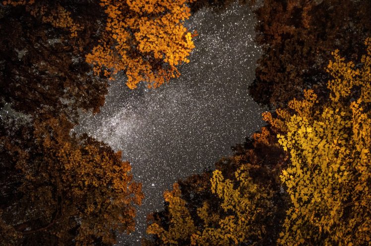 forest, Stars, Night HD Wallpaper Desktop Background
