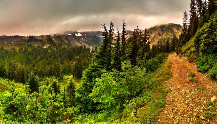 forest, Landscape, Path HD Wallpaper Desktop Background