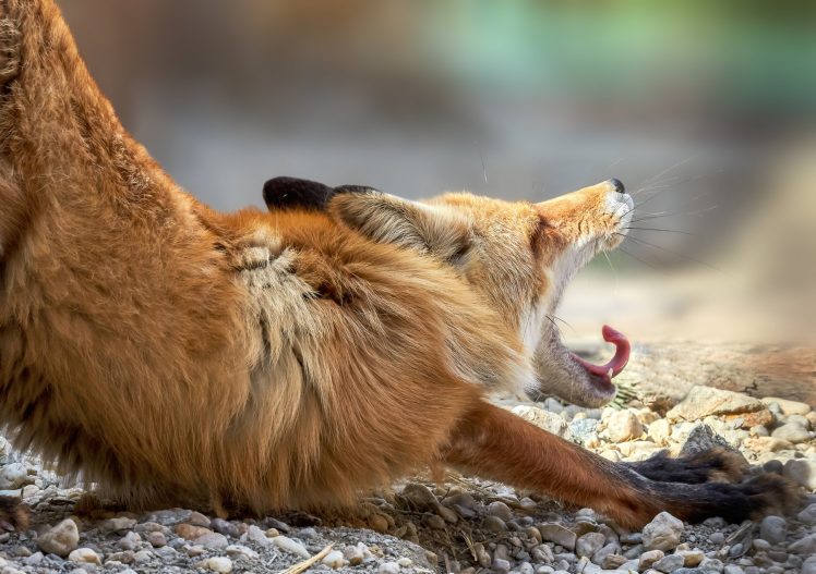 fox, Nature, Animals HD Wallpaper Desktop Background