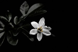 white flowers, Shadow, Simple background, Photo manipulation, Leaves, Flowers, Plants