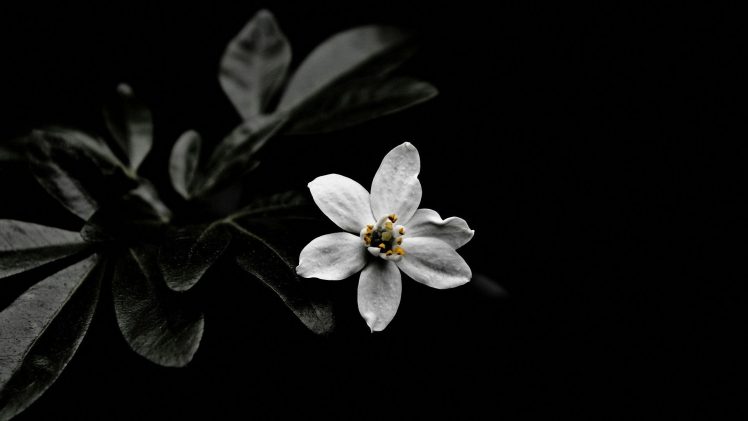 white flowers, Shadow, Simple background, Photo manipulation, Leaves, Flowers, Plants HD Wallpaper Desktop Background