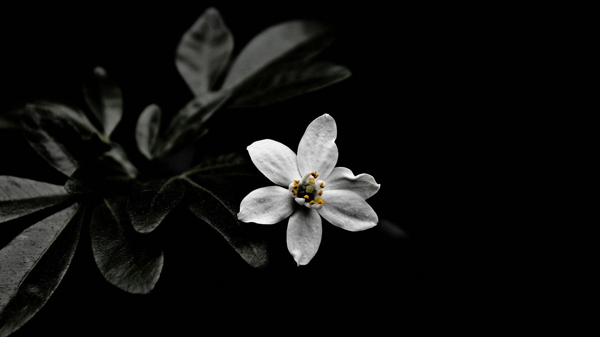 white flowers, Shadow, Simple background, Photo manipulation, Leaves, Flowers, Plants Wallpaper