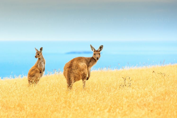 animals, Mammals HD Wallpaper Desktop Background