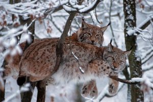 animals, Mammals, Snow, Trees, Bobcat