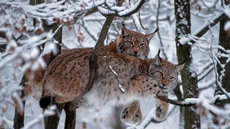 animals, Mammals, Snow, Trees, Bobcat HD Wallpaper Desktop Background