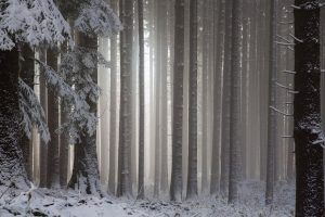 forest, Trees, Snow