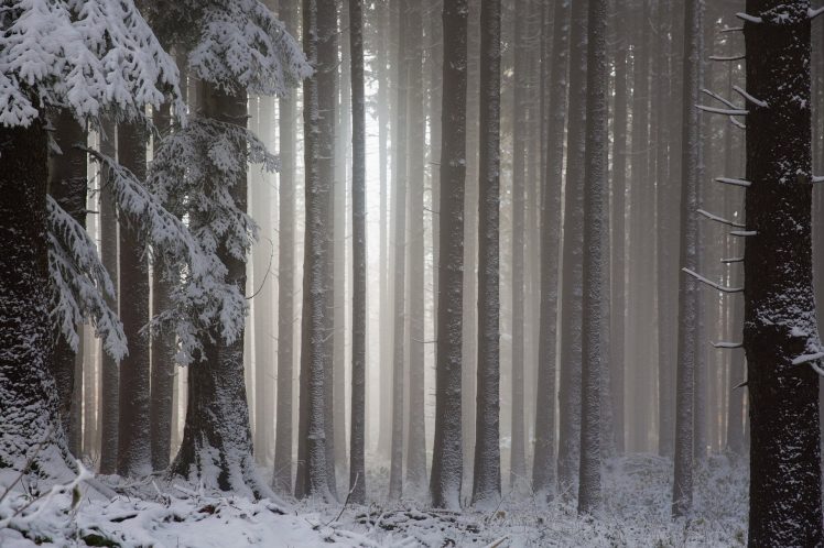 forest, Trees, Snow HD Wallpaper Desktop Background