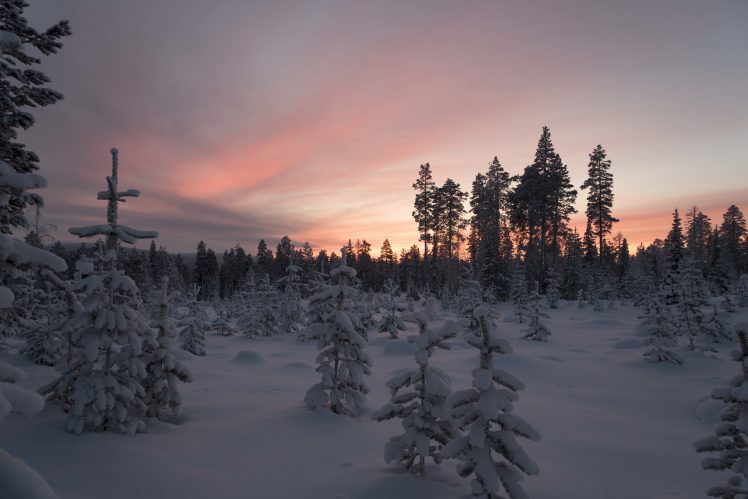 forest, Trees, Snow, Landscape HD Wallpaper Desktop Background