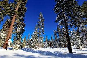 forest, Trees, Snow, Landscape