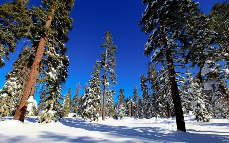 forest, Trees, Snow, Landscape HD Wallpaper Desktop Background