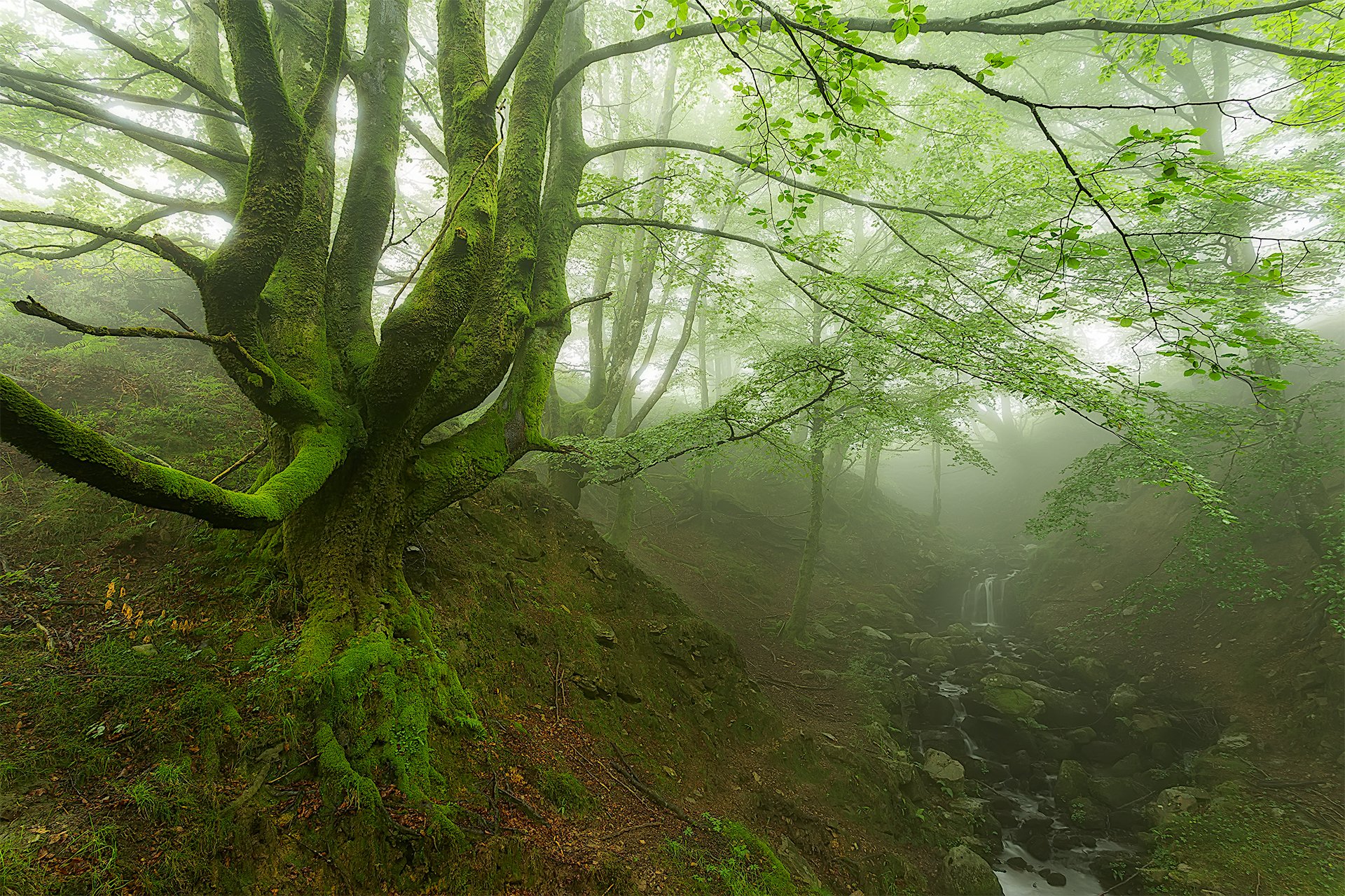 forest, Trees Wallpaper