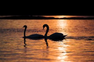 animals, Lake, Swan, Birds