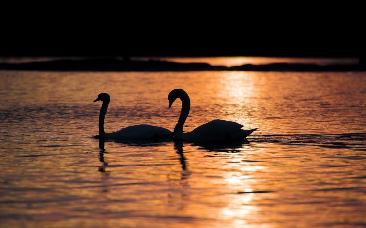 animals, Lake, Swan, Birds HD Wallpaper Desktop Background
