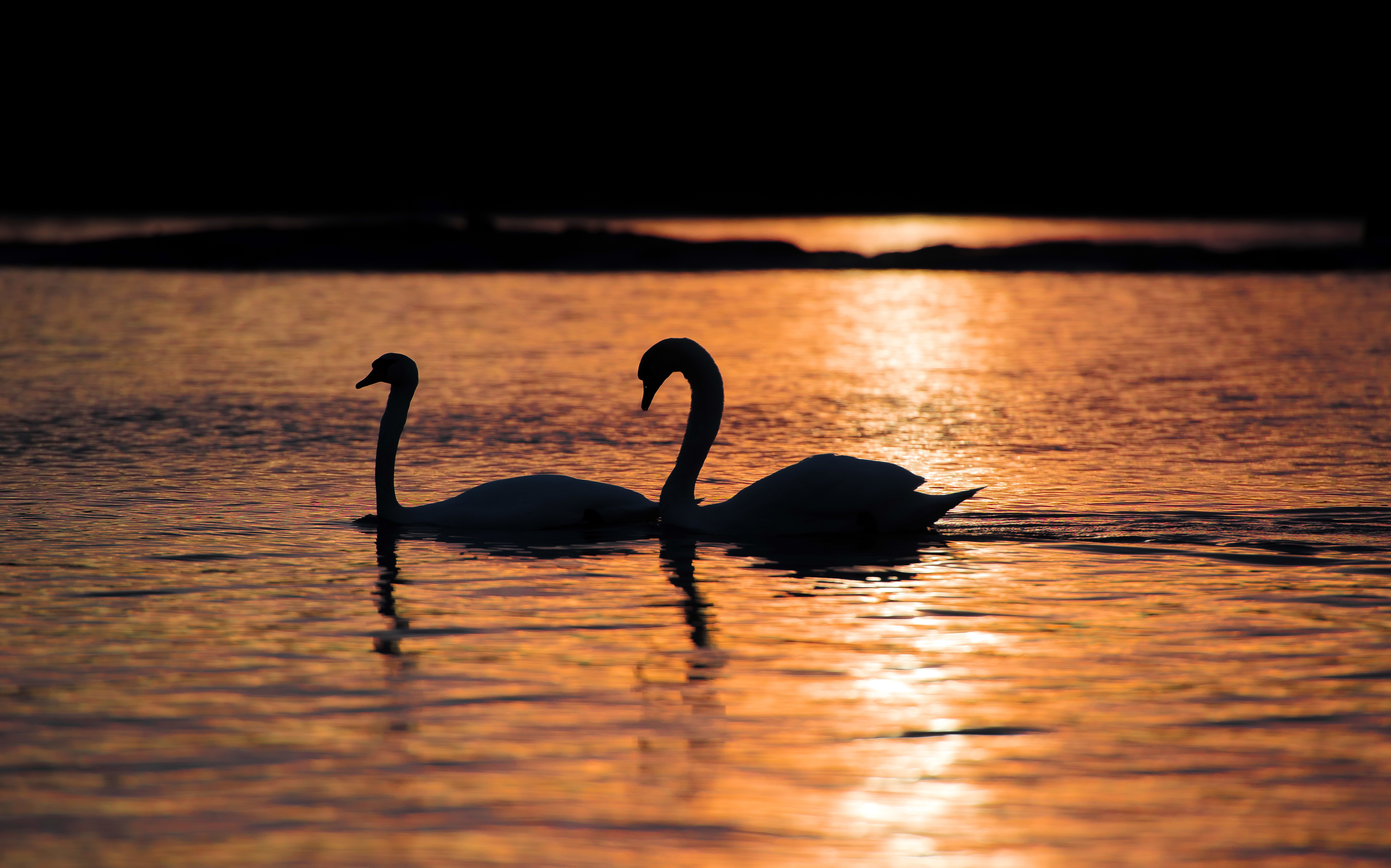 animals, Lake, Swan, Birds Wallpaper