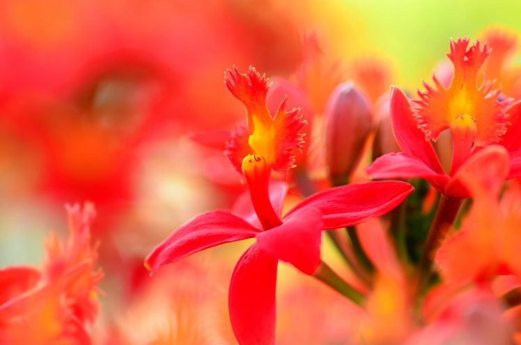 plants, Flowers HD Wallpaper Desktop Background