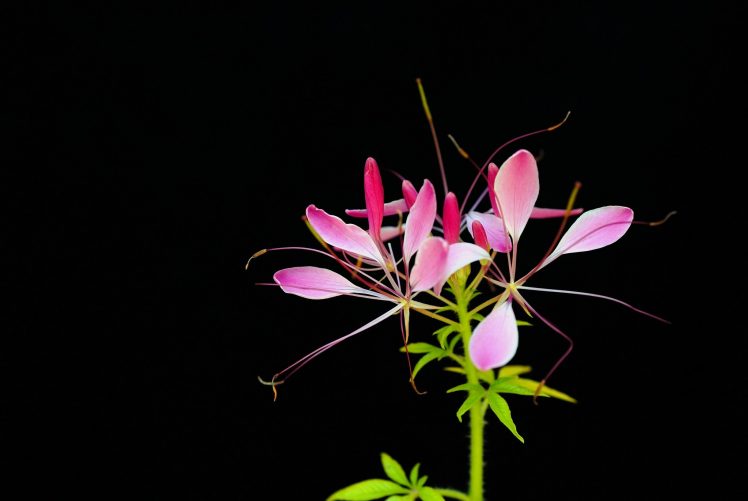 plants, Flowers HD Wallpaper Desktop Background