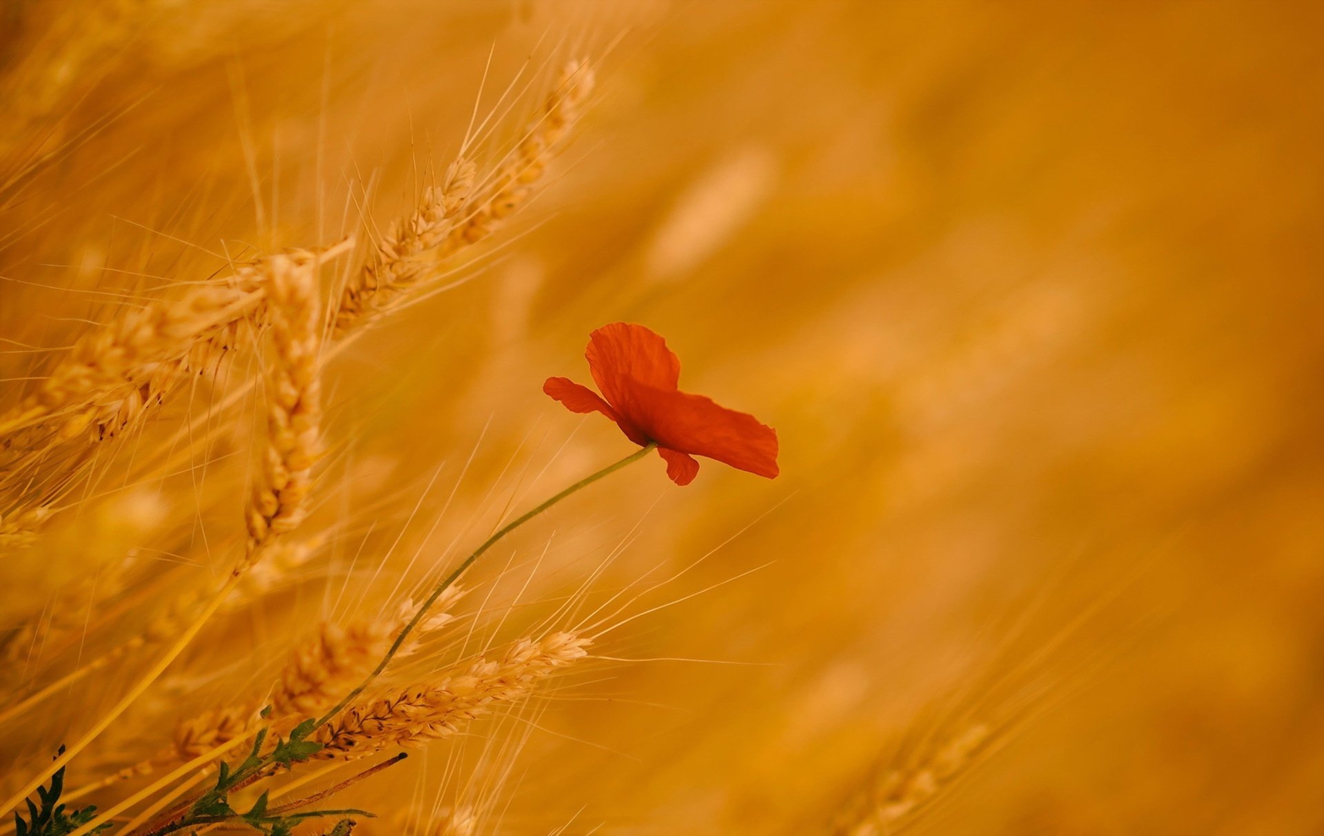 plants, Flowers Wallpaper