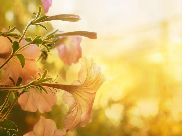 plants, Flowers, Depth of field, Sunlight HD Wallpaper Desktop Background