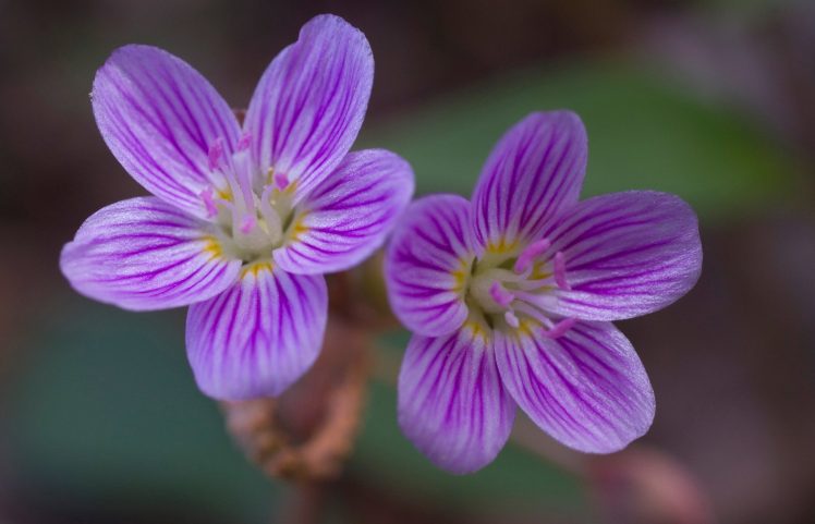 plants, Flowers HD Wallpaper Desktop Background