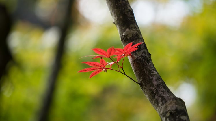 plants, Trees HD Wallpaper Desktop Background