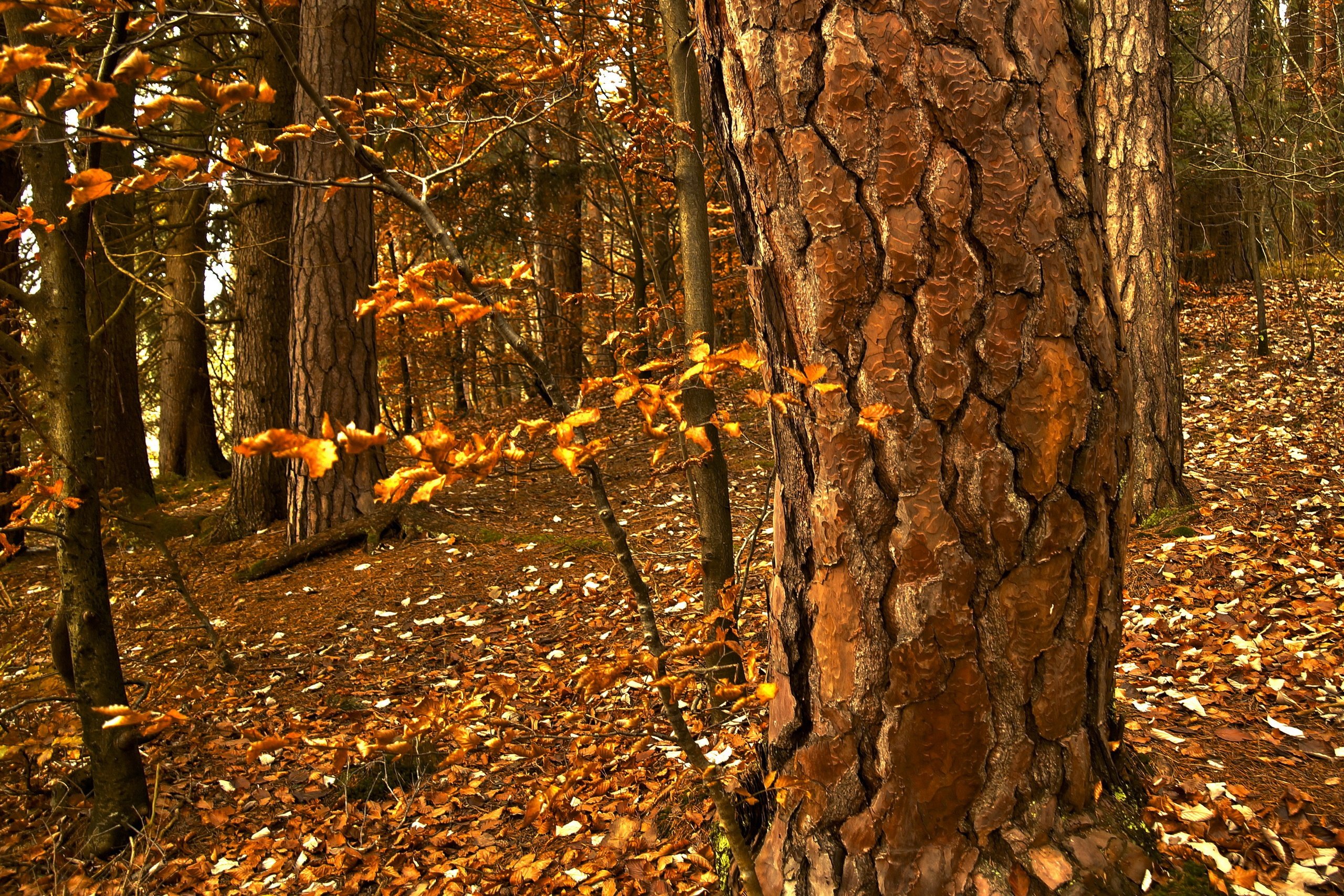 plants, Forest, Leaves Wallpaper
