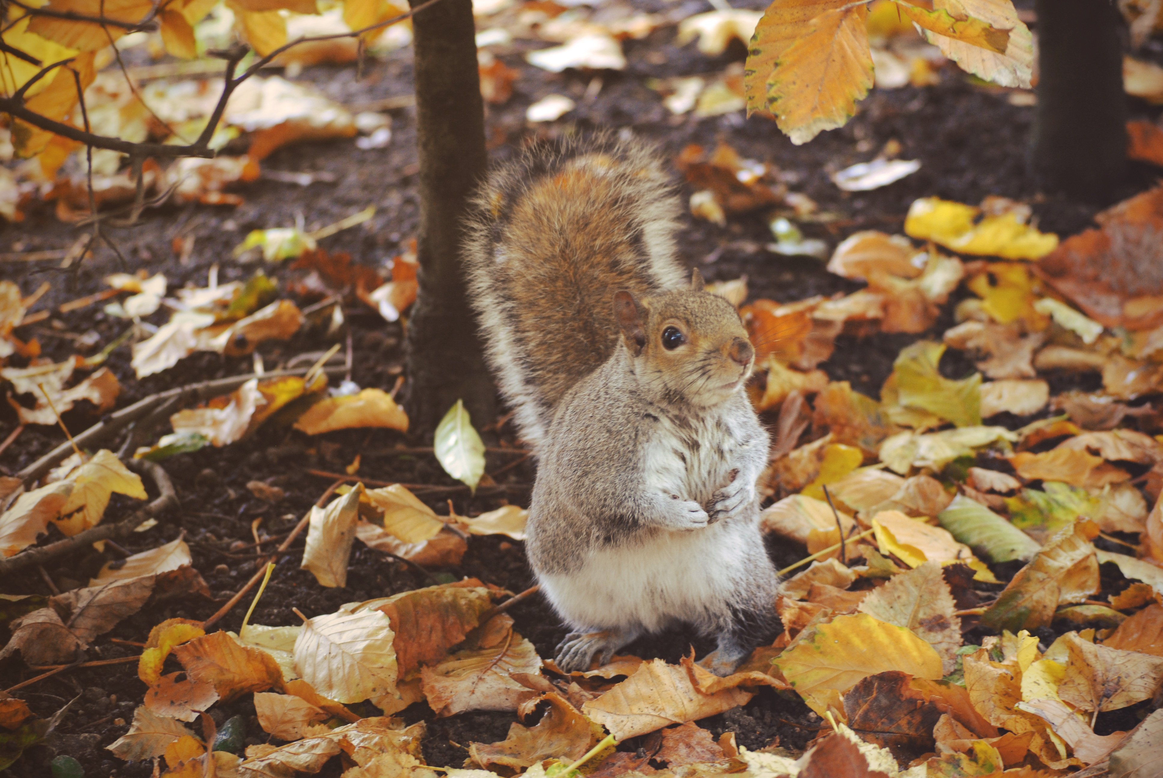 plants, Animals, Mammals, Forest, Leaves Wallpaper