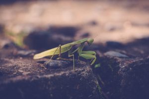 animals, Mantis, Insect