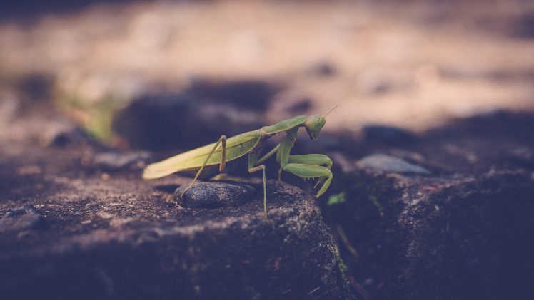 animals, Mantis, Insect HD Wallpaper Desktop Background