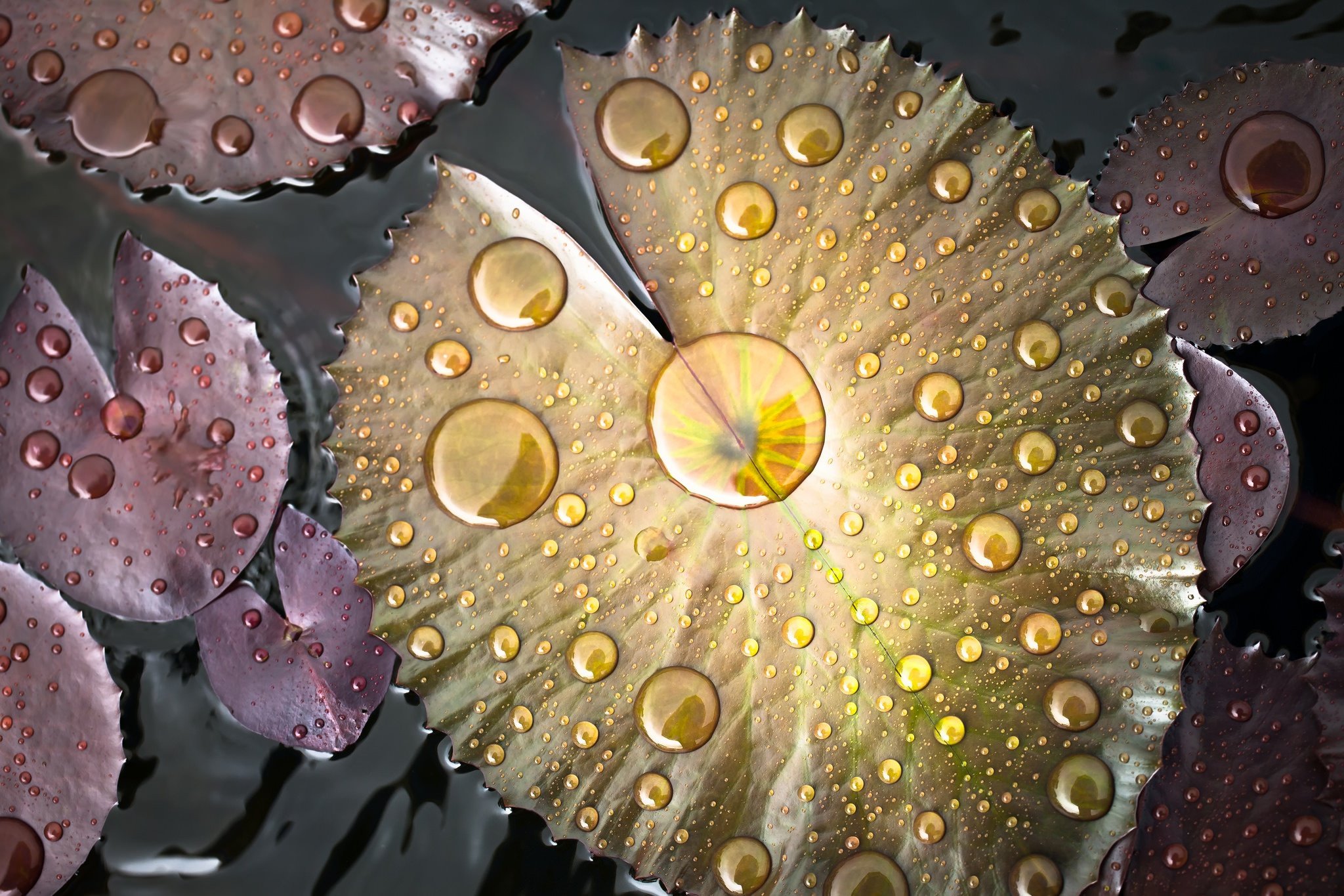 plants, Macro, Leaves, Water drops Wallpaper